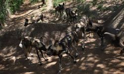 Oxford profesörünü Yunanistan'da sokak köpekleri yedi