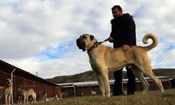 'Kurtların korkulu rüyası' köpeklere dünyadan da talep var