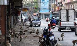 Maymunların istila ettiği şehir: Lopburi