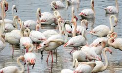 Ilıman geçen kış mevsiminde flamingolar Gelingüllü Barajı'na erken geldi