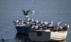 Ankara Mogan Gölü'nün kanatlı sakinleri