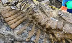 Uzmanlar gözlerine inanamadı! 70 milyon yıllık dinozor kalıntıları bulundu!