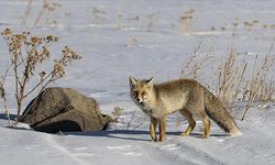 Kars'ta tilkilerin yiyecek arayışı görüntülendi