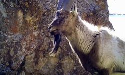 Van’da yaban keçileri fotokapanla görüntülendi