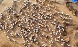 Erzincan’da koyun ve kuzuların coşkulu buluşması dronla çekildi