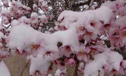Erken çiçek açan badem ağaçları kar altında kaldı