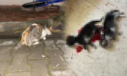 Bursa'da insanlık dışı olay! Kuyruğunu kestikleri kedinin yavrularını öldürdüler