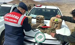 Kaçak keklik avına 102 bin 609 lira ceza