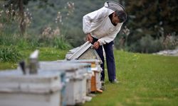 "Yalancı bahar" ve zirai ilaç kullanımı arı ölümlerini arttırdı