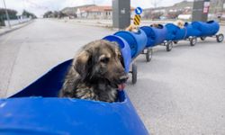 Engelli köpekleri varillerden yaptığı "tren"le gezdiriyor