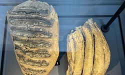 14 yıl önce tesadüfen bulunan mamut fosilleri sergileniyor