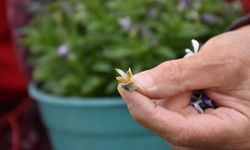 Uludağ'daki kadınların ürettiği tohumları Japonya'da çiçek açıyor
