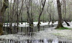 Kızılırmak Deltası'nda "su papatyaları" adeta görsel şölen sunuyor