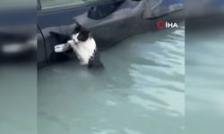 Selde mahsur kalan kedi araç kapısına sarıldı, kurtarılmayı bekledi