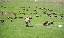 Besiciler 40 bin lira maaşa rağmen çoban bulamıyor