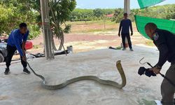 Aracın kaputundan 4 metre uzunluğunda dev yılan çıktı!