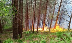 Kastamonu'da orman yangını çıktı