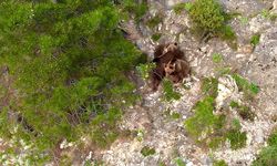 Karabük'te yaban hayvanları dron ile görüntülendi