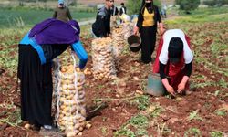 Türkiye’nin ilk turfanda patates hasadı başladı