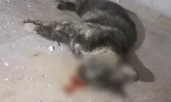 İstanbul'da ikinci "Eros" vakası! Kedi canice katledildi