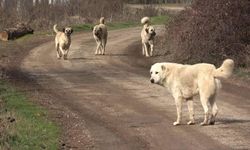 Başıboş köpekler için 3 bakanlıktan ortak çalışma! "İnsanımızın can emniyeti başta gelen görevimiz"