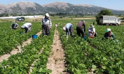 Mevsimlik tarım işçileriyle ilgili yeni düzenlemeler Resmi Gazete'de yayımlandı