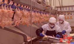 Ticaret Bakanlığı duyurdu! Tavuk eti ihracatına kısıtlama getirildi