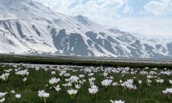 Yüksekova’da kardelen ve çiğdemler çiçek açtı