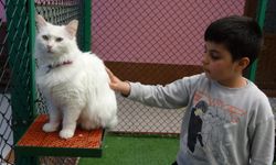 Van Kedi Villası bayram tatilinde ziyaretçilerini ağırladı