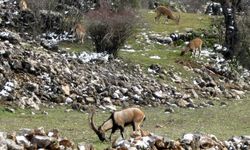 Avlanması, evcilleştirilmesi yasak olan yaban keçileri insanlarla iç içe yaşıyor