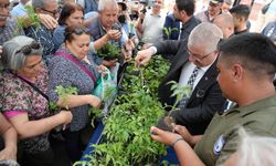 Ata tohumlarından fidanlar toprak ile buluşacak