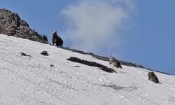 Bingöl’de ayılar karla kaplı tepede böyle görüntülendi