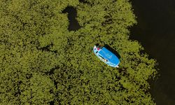 Beyşehir Gölü'nün nilüferleri görsel şölen oluşturuyor