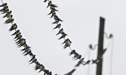 Kızılırmak Deltası 365 kuş türüne ev sahipliği yapıyor