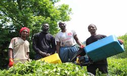 Senegalli çay işçileri sınır dışı edilecek