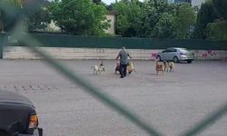 Kocaeli'de bir vatandaşa 10 başıboş köpek saldırdı