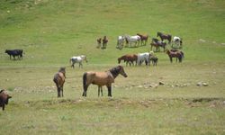 Antalya’nın yılkı atları görüntülendi