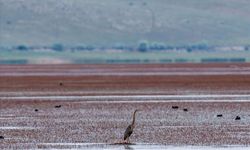 Yüzlerce kuşa ev sahipliği yapan Çavuşçu Gölü