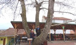 Yeniceköy’deki 250 yıllık çınar ağacı büyük ilgi çekiyor