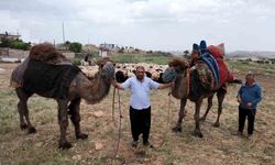 Kurbanlık develer 300 bin TL’den alıcı buldu