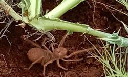 Elazığ’da et yiyen ’Sarıkız Örümceği’ görüntülendi
