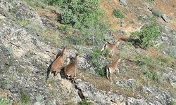 Dağ keçileri Elazığ'da dronla görüntüledi