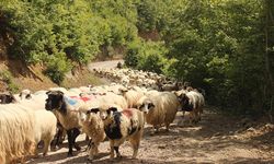 Samsun'da sürülerin yayla yolculuğu devam ediyor