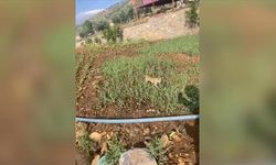 Doğada az rastlanılan yaban kedisi Kahramanmaraş'ta görüntülendi