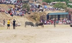 Söke’de boğa güreşi heyecanı yaşandı