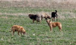 Amasya'da başıboş köpek kazaya neden oldu: 3 yaralı