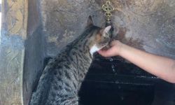 Susayan kediye elleri ile su içirdi! Yürekleri ısıtan görüntü