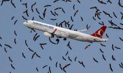 İstanbul Havalimanı'nda 'leylek' krizi! Pilotlar uyarılıyor