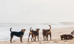 Türçev’den çarpıcı deniz kirliliği raporu; Köpekler nedeniyle nedeniyle mavi bayraklar tehlikede