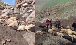 Van'da sürüye kurt saldırdı: 74 koyun telef oldu